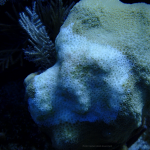 DoE allocates funds to fight deadly coral disease