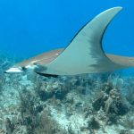 Rarely seen Chilean devil ray makes a splash