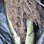 2 arrested in North Side ganja raid