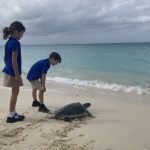 ‘Moonlight’ the turtle released into wild