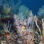 Natural Marine World Tidbits