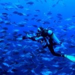 Grouper Moon spawning to be broadcast live