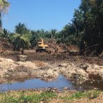 DoE: Developer investigated for illegal mangrove clearing