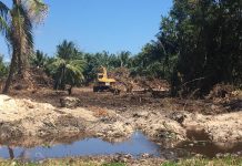 DoE: Developer investigated for illegal mangrove clearing