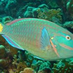 Natural Marine World Tidbits
