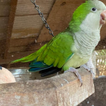 Rescue parrot escapes from home