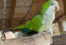 Rescue parrot escapes from home