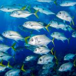 Marine park expansion gazetted 2 years after Cabinet approval