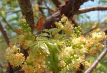 Native plants of Cayman