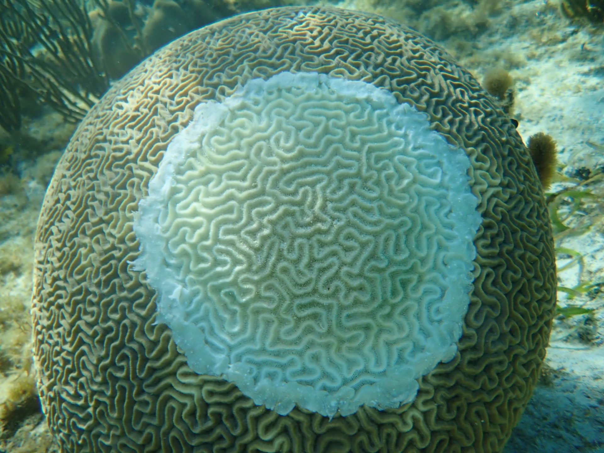 Deadly stony coral disease spreads to West Bay Cayman Compass