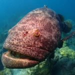 Natural Marine World Tidbits