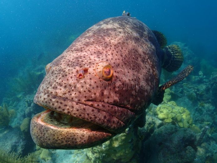 goliath-grouper-florida-keys-looe-key-67942888