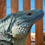 Drivers urged to watch out for blue iguanas on roads