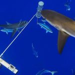 Underwater cameras to give insight into OT marine life