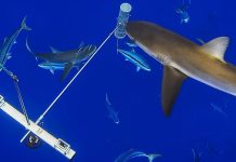 Underwater cameras to give insight into OT marine life