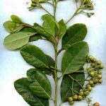 Native plants of Cayman