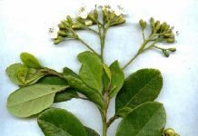Native plants of Cayman
