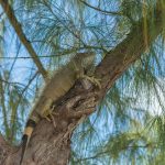Bounty on green iguanas doubles