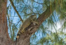 Bounty on green iguanas doubles