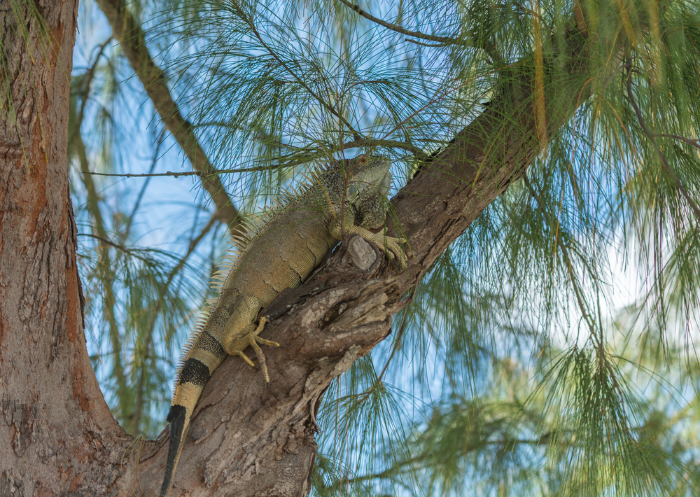 Green iguana