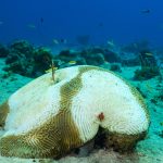 DoE urges Easter travellers to help protect Sister Islands from coral disease