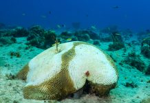 DoE urges Easter travellers to help protect Sister Islands from coral disease