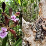 Orchid thieves swipe recovering blooms from Botanic Park