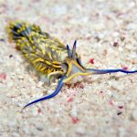 Sea creatures great and very small