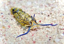 Sea creatures great and very small