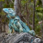 Cayman holds first International Blue Iguana Day