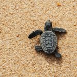 Report: 22 years of monitoring shows large increase in turtle nests