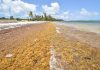Sargassum returns to Cayman shores
