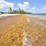 Sargassum returns to Cayman shores