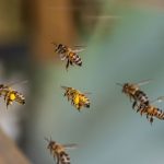 Garden Club hears about the importance of bees