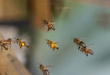 Garden Club hears about the importance of bees