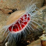 Natural Marine World Tidbits