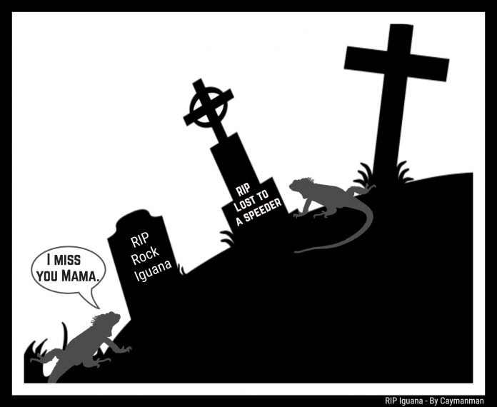 RIP Rock Iguana - Cayman Brac