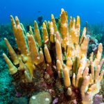 Stony coral disease threatening rare pillar coral
