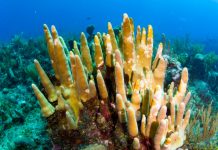 Stony coral disease threatening rare pillar coral