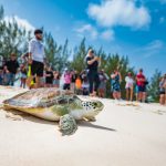 Turtle release in honour of World Sea Turtle day