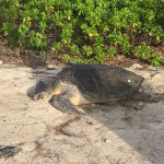World Sea Turtle Day: Huge turtle rescued on Little Cayman