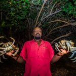 Land crabs feel the pinch from development