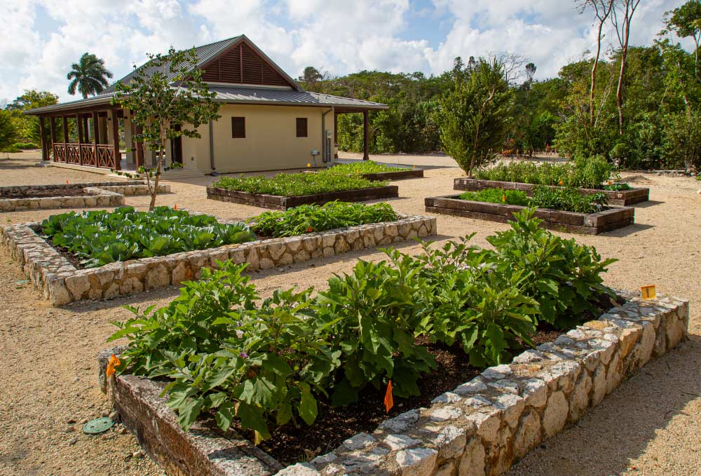 A Children's Garden Grows - Cayman Compass
