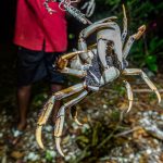 Cayman’s land crabs under pressure of habitat loss