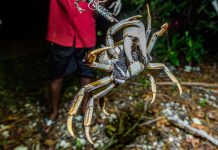 Cayman’s land crabs under pressure of habitat loss