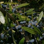 Native plants of Cayman