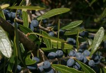 Native plants of Cayman