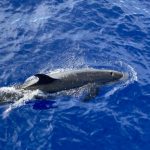 World Oceans Day: Dolphins, pilot whales spotted in Cayman waters