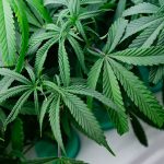 Decriminalisation not legalisation: Deputy premier clears air on ganja plans