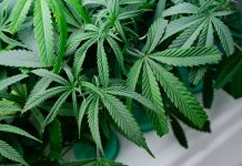 Decriminalisation not legalisation: Deputy premier clears air on ganja plans